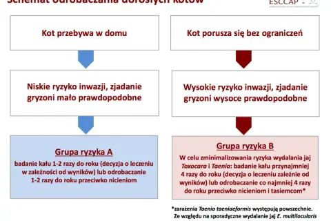 Jak często odrobaczać kota aby zapewnić mu zdrowie i bezpieczeństwo