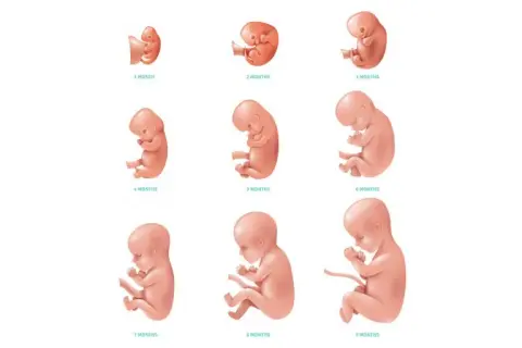 Jak wygląda dziecko w 5 miesiącu ciąży? Fascynujący rozwój płodu
