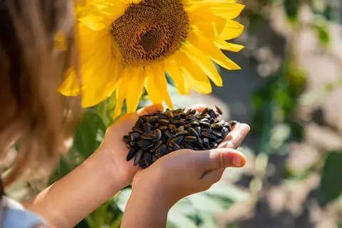 Cuándo se planta los girasoles para lograr una cosecha abundante