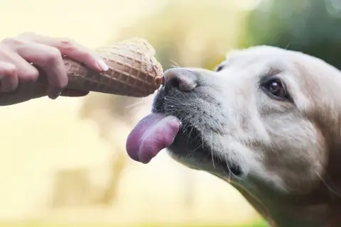 Czy pies może jeść lody? Poznaj niebezpieczeństwa i bezpieczne alternatywy