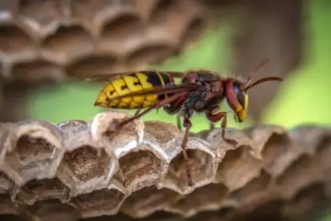 Skuteczne sposoby na osy w ogrodzie: naturalne metody i porady eksperta