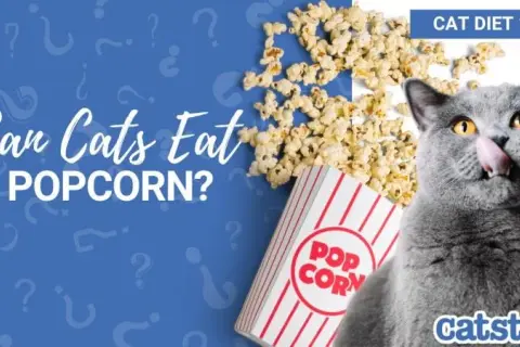 Czy koty mogą jeść popcorn? Poznaj fakty i bezpieczne przekąski