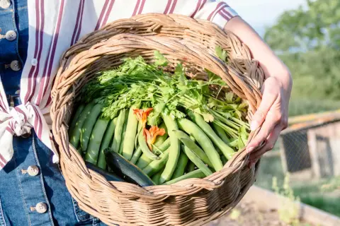 Cuándo plantar habas para asegurar un crecimiento exitoso y saludable