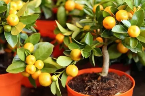Cómo cultivar árboles frutales en maceta y disfrutar de tus frutos