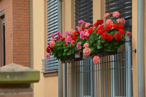 Czym nawozić pelargonie aby pięknie kwitły i uniknąć słabych kwiatów