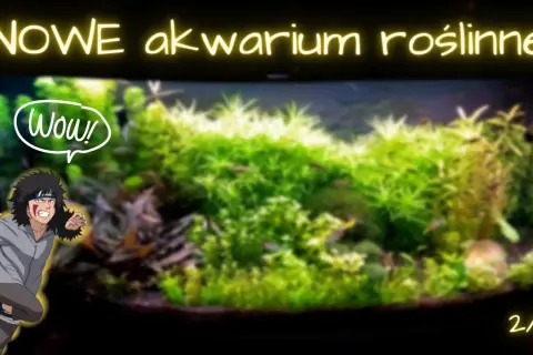 Optymalne KH i GH w akwarium roślinnym: Klucz do sukcesu