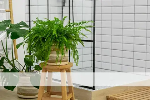 Plantas para el baño que absorben humedad y mejoran el aire fresco