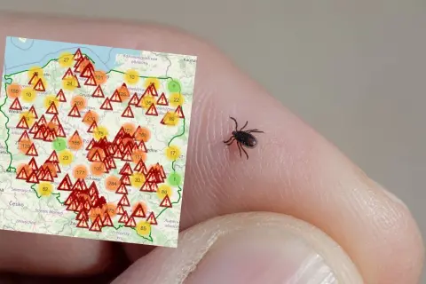 Gdzie najczęściej są kleszcze? Miejsca, które warto unikać