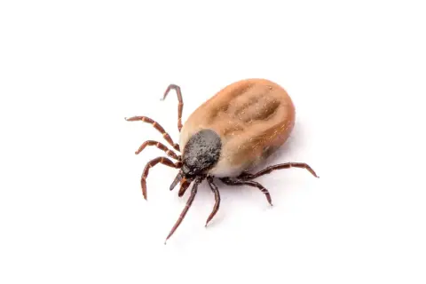 Co zjada kleszcze? Odkryj naturalnych wrogów tych pasożytów