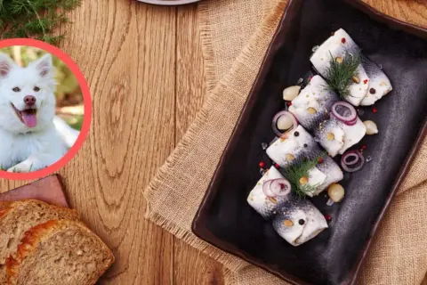 Czy pies może jeść śledzie w occie? Dowiedz się, dlaczego to niebezpieczne.