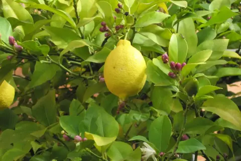 Cada cuánto se riega un limonero para evitar problemas en su cuidado