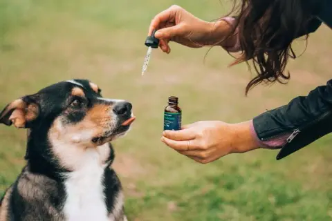 Jaki olej CBD dla psa: wybierz najlepszy produkt dla zdrowia pupila