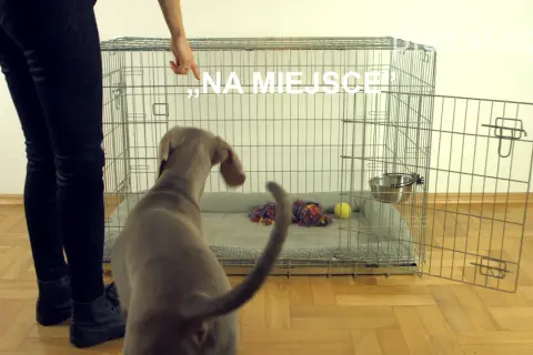 Jak przyzwyczajać psa do klatki: 5 skutecznych metod na sukces