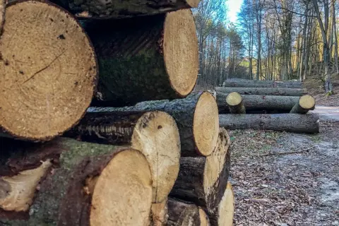Ile kosztuje samowyrób drewna w lesie? Ceny, które zaskoczą