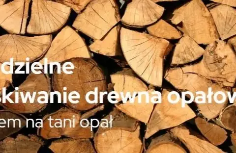 Ile kosztuje samowyrób drewna w lesie? Ceny i proces pozyskania