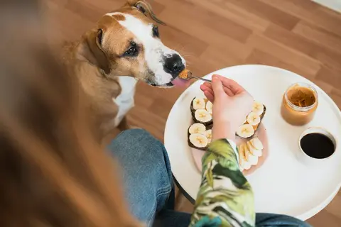 Czy pies może jeść orzechy włoskie? Sprawdź, co może mu zaszkodzić