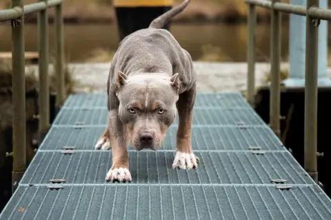 Pitbulle a kobiety: Jak uniknąć niebezpieczeństwa? Porady i fakty