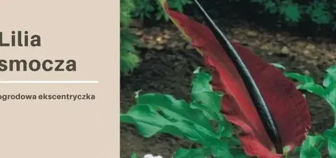 Kiedy sadzić smoczą lilię, aby uniknąć nieudanych prób?