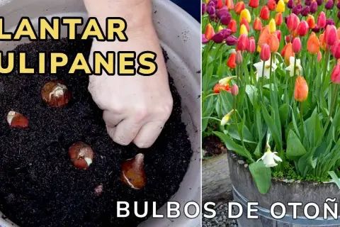 Cuándo se plantan los tulipanes en España para un jardín espectacular