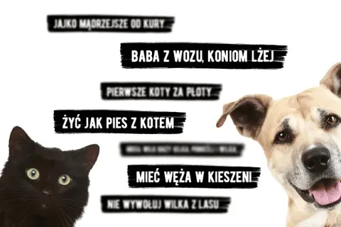 Frazeologizmy ze zwierzętami: odkryj ich znaczenie i zastosowanie