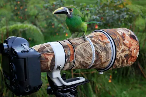 Jaki obiektyw do fotografii zwierząt wybrać: najlepsze modele i porady