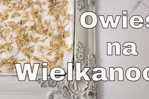 Jak skutecznie siać owies wielkanocny i uniknąć najczęstszych błędów