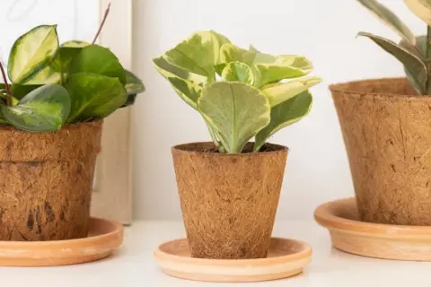 Jak sadzić w doniczkach z włókna kokosowego, by uniknąć błędów?