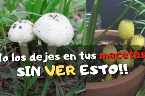 Por qué crecen hongos en mi maceta y cómo evitar que aparezcan