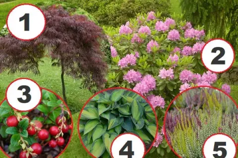 Jakie rośliny posadzić obok rododendronów: sprawdzone aranżacje ogrodowe