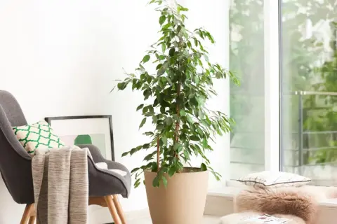 Cómo cuidar un ficus en maceta para que crezca sano y hermoso