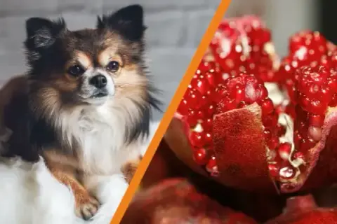 Czy pies może jeść granata? Sprawdź ryzyko dla zdrowia psa