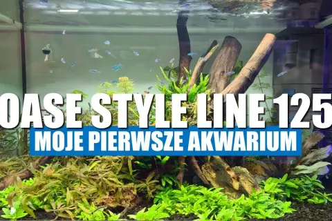Jak założyć akwarium krok po kroku - uniknij najczęstszych błędów