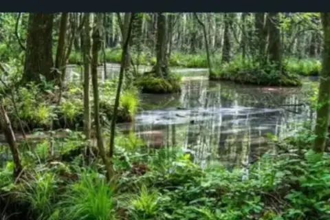 Magia lasu wiersz - analiza, która odsłania ukryte piękno natury