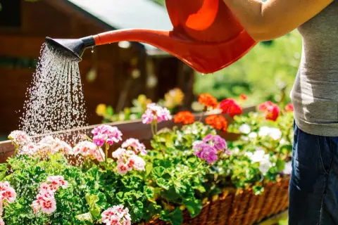 La hora perfecta para regar las plantas y evitar que se sequen
