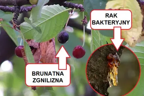 Kiedy opryskiwać czereśnie? Kluczowe terminy i skuteczne preparaty