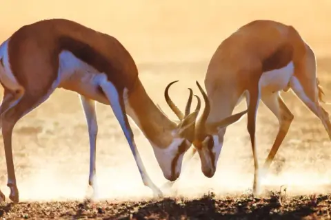 RPA kiedy jechać? Najlepszy czas na safari i wakacje w Afryce