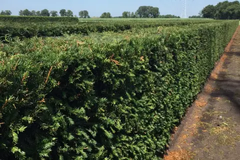 Najlepsze krzewy na żywopłot, które łatwo pielęgnować i sadzić