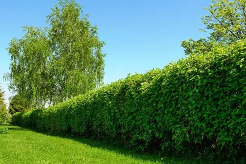Los mejores arbustos de crecimiento rápido para transformar tu jardín