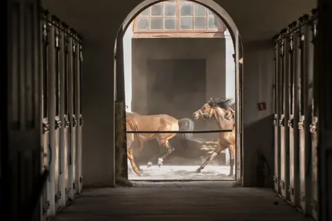 W stadninie koni caballo dwa kare konie galopują przez zakurzone wnętrze, ich grzywy rozwiewają się na wietrze.