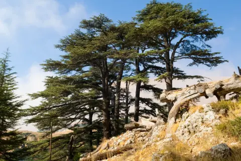 Majestuosos árboles de cedro se alzan en una ladera rocosa bajo un cielo azul.