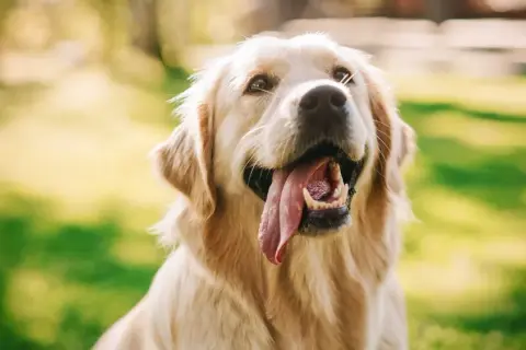 Czy golden retriever lubi dzieci? Odkryj, jak zapewnić bezpieczeństwo