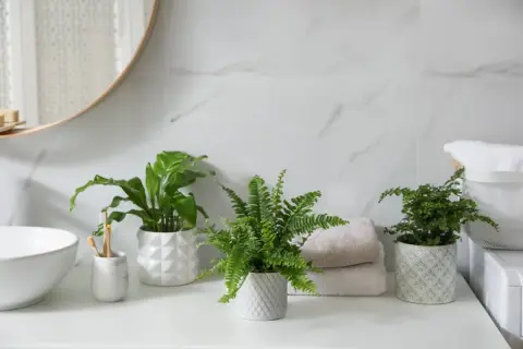Tres plantas para el baño, un helecho frondoso y dos plantas de hojas verdes, aportan frescura a la encimera junto a un lavabo y toallas apiladas.