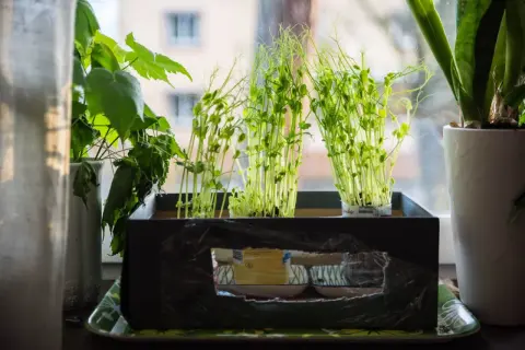 Små plantor av sockerärtor växer i krukor på en fönsterbräda.