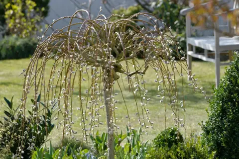 Eine hängende Sal-Weide mit weichen Kätzchen im Frühling. Im Hintergrund ein Garten mit Rasen und einer Bank.
