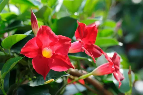 Fleurs rouges éclatantes de dipladenia en pleine floraison, avec des feuilles vertes luxuriantes en arrière-plan.