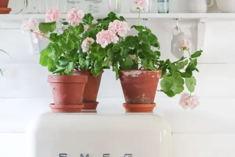 Vackra rosa pelargoner i terrakottakrukor. Här finns bilder och namn på pelargoner som ger sommarkänsla.