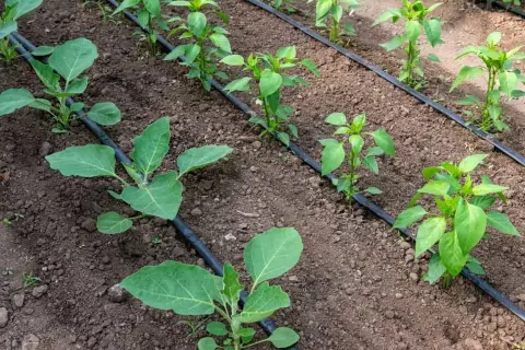 Giovani piantine di melanzane e peperoni crescono rigogliose grazie all'efficiente impianto di irrigazione a goccia che le nutre.
