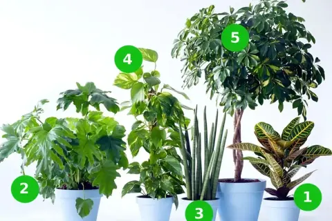 Pięć roślin doniczkowych: krotonek, filodendron, sansewieria, epipremnum, schefflera. Poznaj kwiaty doniczkowe nazwy.