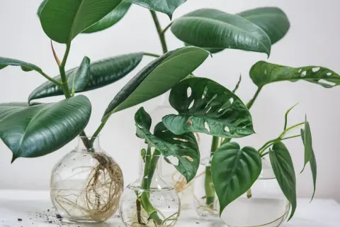 Flera gröna växtsticklingar med rötter i glasvaser. En ficus och en monstera växer till sig, redo att ta sticklingar.