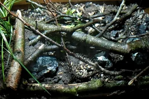 Jak zrobić terrarium dla ślimaka? Kompletny przewodnik DIY